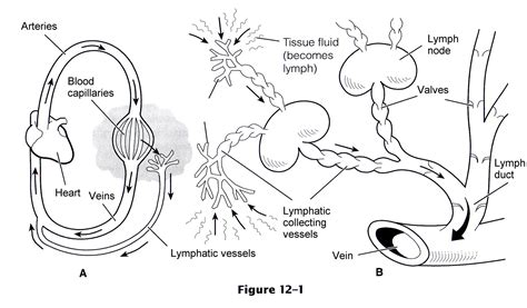 Lymphatic System Worksheet Honors Anatomy Answers Anatomy Worksheets