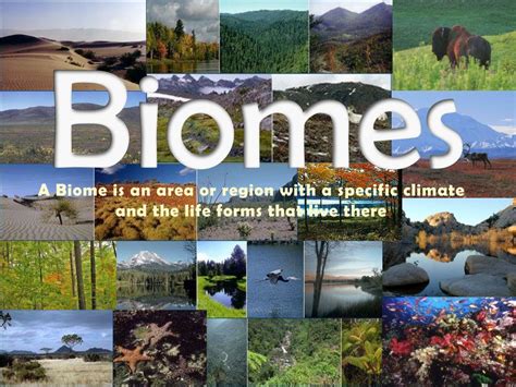 Ppt Biomes Powerpoint Presentation Free Download Id 513393