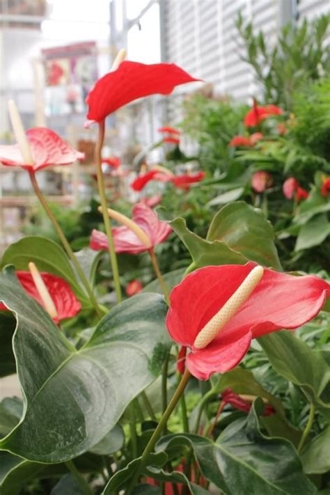 Anthurium Care