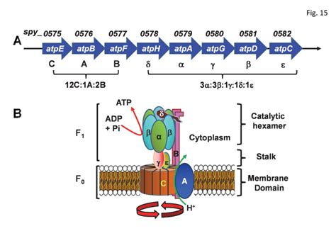 Figure A Schematic Diagram Of The Streptococcus Pyogenes