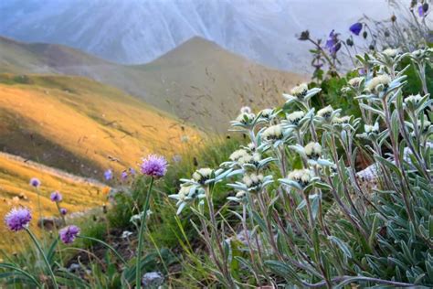 Edelweiss Flower Spiritual Meaning | Best Flower Site