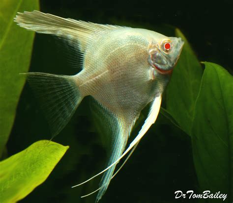 Premium Albino Angelfish