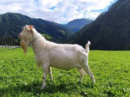 Tauernschecken Ziegenböcke kaufen Landwirt