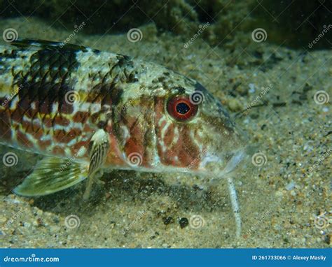 Striped Red Mullet Or Surmullet Mullus Surmuletus Close Up Undersea