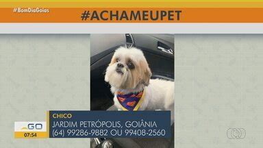 Bom Dia Go Acha Meu Pet Tutores Pedem Ajuda Para Encontrar Animais