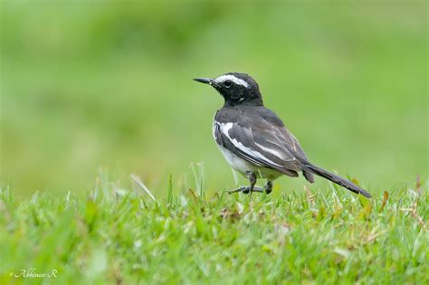 White Browed Wagtail Photovaliant