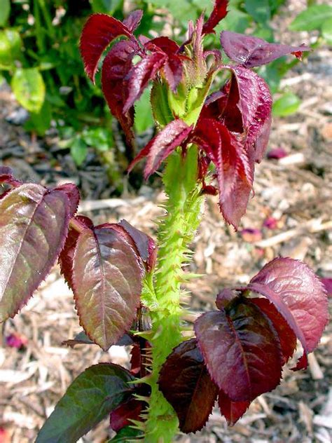 Rose Rosette