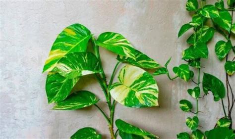 How To Train A Pothos To Climb A Friendly Gardener