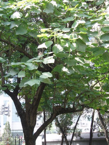 Catalpa Ovata Alchetron The Free Social Encyclopedia