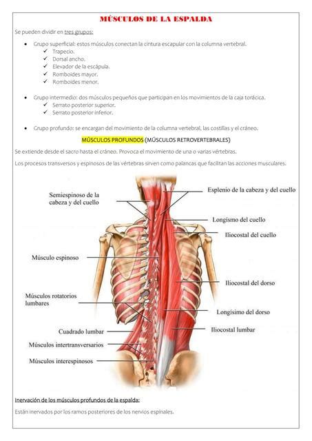 MÚSCULOS DE LA ESPALDA Capítulo 2 Anatomía clí ximena jimenez uDocz