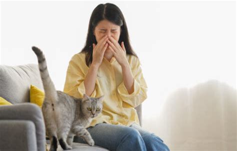 New cat allergy treatment could provide lasting relief for feline fans