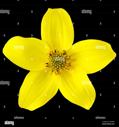 Yellow Wild Flower With Five Petals Isolated On Black Background Stock