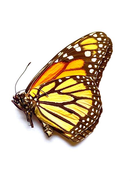 Monarch Butterfly danaus Plexippus Specimen - Etsy