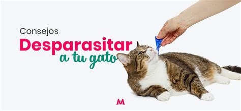 Consejos Para Desparasitar A Tu Gato Correctamente Mis Mascotas