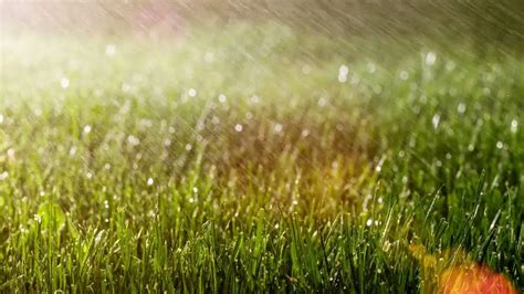 Rain Falling On Grass