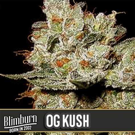 Buy Blimburn Cannabis Seeds Online