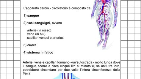 Classe Quinta Scienze Composizione Dellapparato Circolatorio Schede