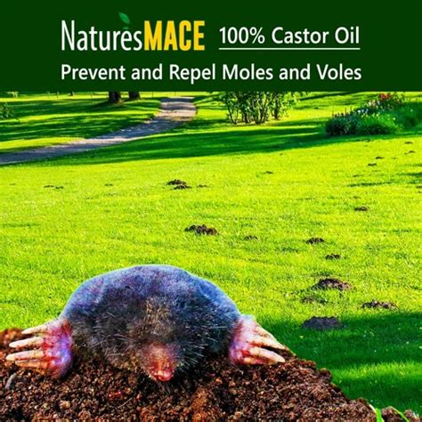 The Science Behind Repellent Plants and How They Deter Moles