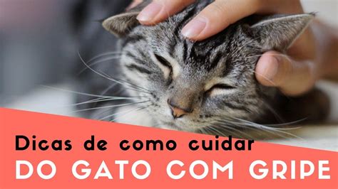 5 Dicas De Como Cuidar De Gato Gripe YouTube