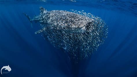 Watch Trevally Swarm To Baitfish Around Whale Shark