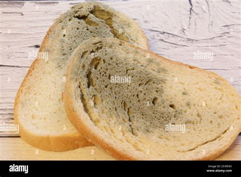 Mold Growing Rapidly On Moldy Bread On Wooden Background Mildew On A