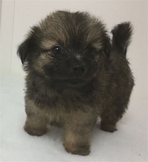 La Pom Puppies For Sale Lhasa Apso X Pomeranian Beautiful Balls Of