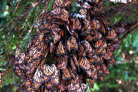 Abre santuario de la mariposa monarca en Michoacán