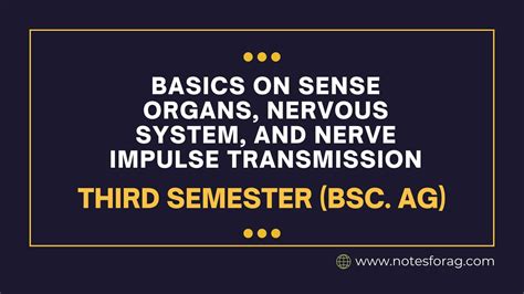 Basics On Sense Organs Nervous System And Nerve Impulse Transmission