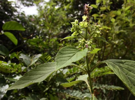 Ocimum Campechianum Mill Plants Of The World Online Kew Science