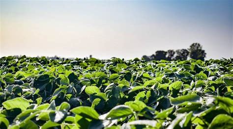 El Desierto Verde Una Agricultura Sin Agricultores Continuemos