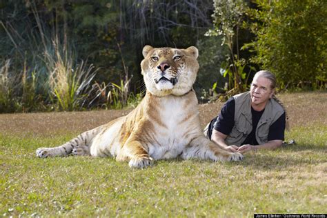 White Wolf Hercules 922 Pound Liger Is The Worlds Largest Living