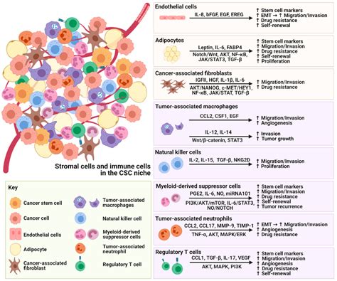 Cancers Free Full Text Hampering Stromal Cells In The Tumor