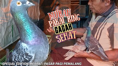 Harga Terbaru Burung Merpati Pasar Pagi Pemalang Kios Pak Solikin Youtube