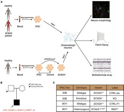 Frontiers Disruption Of The Autism Associated Gene Scn A Alters