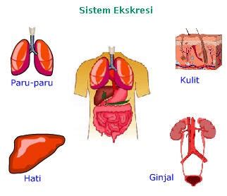 ISHARMANTO - BIOLOGI GONZAGA: SISTEM EKSKRESI