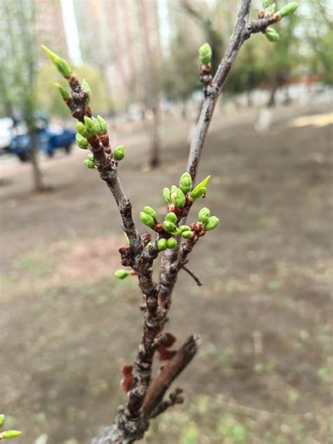 李：大庆市让胡路区奋斗街道 中国自然保护区生物标本资源共享平台