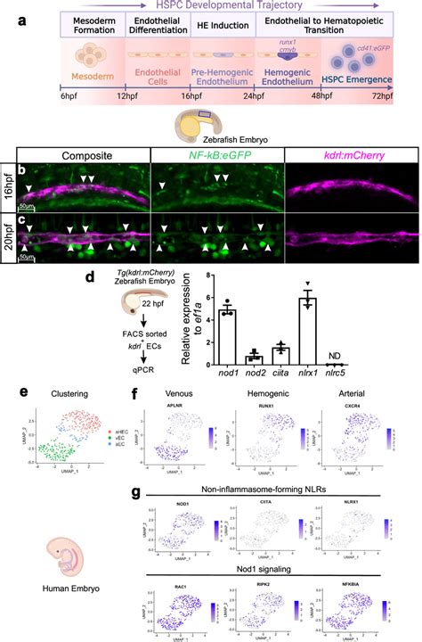 Nf Kb Activation And Nlrs Expression During He Patterning A Hspc