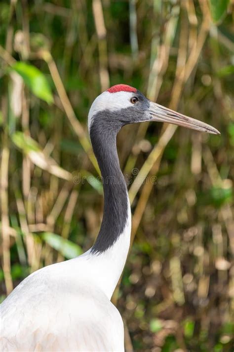 Red Crowned Crane Grus Japonensis Stock Photo Image Of Nature