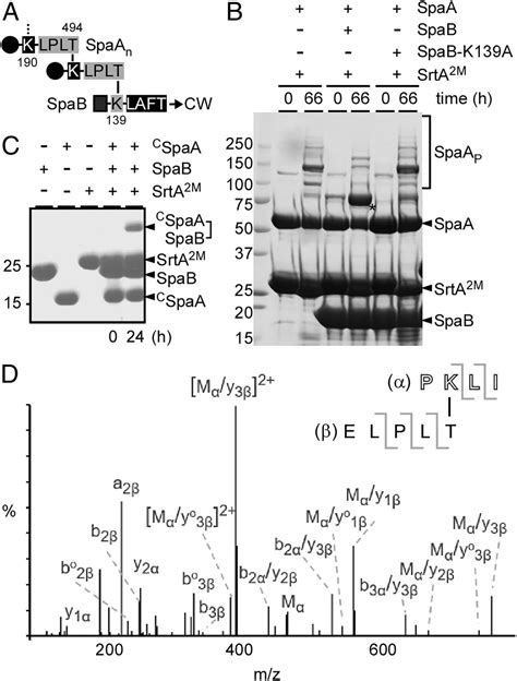 In Vitro Reconstitution Of Sortase Catalyzed Pilus Polymerization