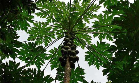 Papaya Tree Tips: Growing Prolific Papayas - Epic Gardening