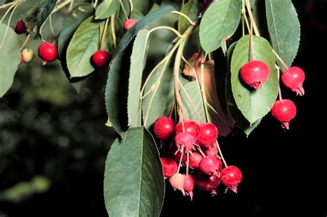 Serviceberry offers multi-seasonal interest - Landscape Ontario