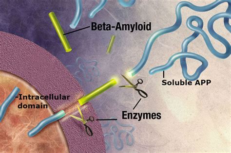 Amyloid Precursor Protein | BioSerendipity