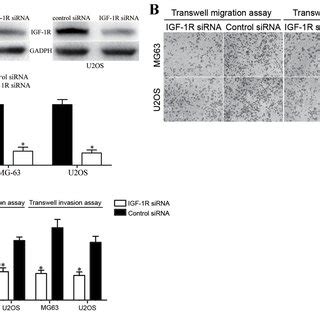 Knockdown Igf R Mimicked Functions With Mir A Overexpression Of Os