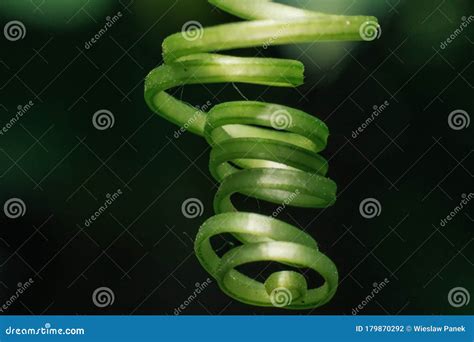 plant  spring stock photo image  spring nature