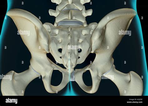 The bones of the pelvis Stock Photo - Alamy