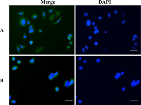 Clsm Images Of A Cells Incubated With Fitc Msn Ss Fcs A And