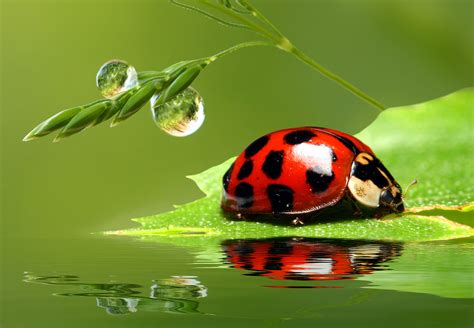 4k Ladybugs Insects Closeup Water Drops Hd Wallpaper Rare Gallery