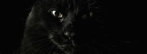 Black Cat Cover Facebook Cover