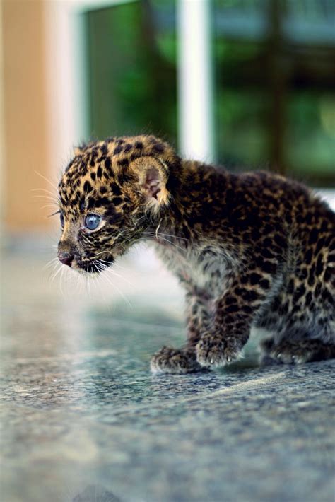 Baby Jaguar - Fuzzy Today