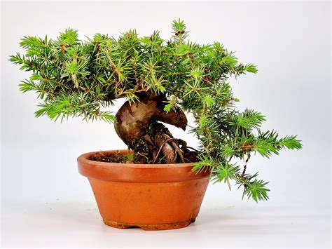 Bonsai Igelwacholder Juniperus Rigida Shohin Cm Sw